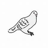 Dove Clipart Clip Outline Doves Sitting Cartoon Cliparts Fancy Transparent Svg Pigeon Library Webstockreview Big sketch template