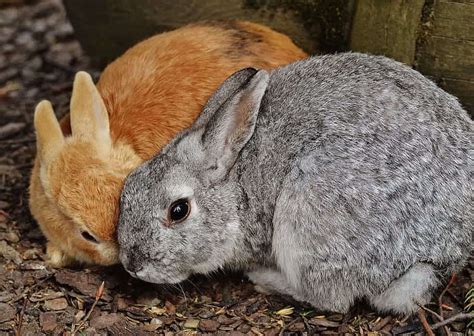 Hare Vs Rabbit What’s The Difference