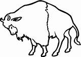 Bison Coloring Buffalo Pages American Printable Realistic Supercoloring Categories sketch template