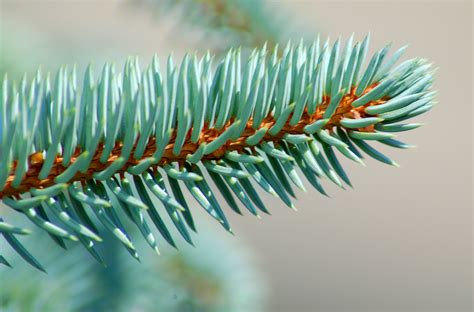 colorado blue spruce tree care  growing guide