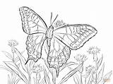 Swallowtail Schmetterlinge Brandmalerei Schwalbenschwanz Colorare Macaone Schmetterling Ausmalbilder Mariposa Papilio Admiral Malvorlage Farfalla Malvorlagen Drawings Colouring Zeichnen sketch template