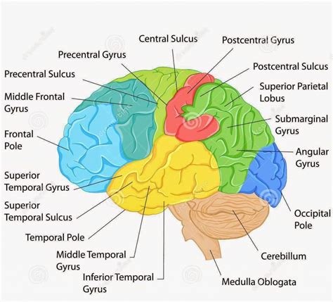 labelled diagram  brain koibanainfo brain diagram brain anatomy