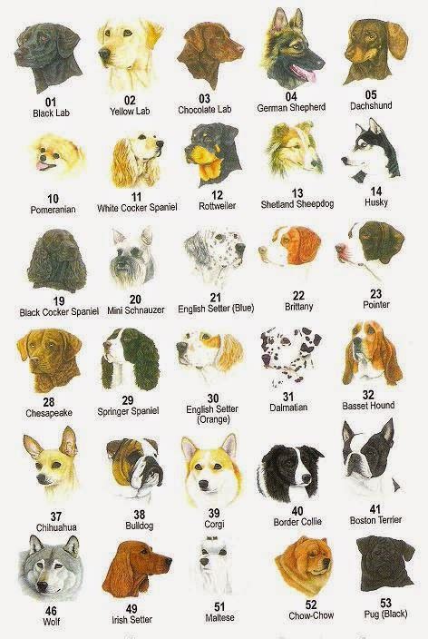 rules   jungle  dog types