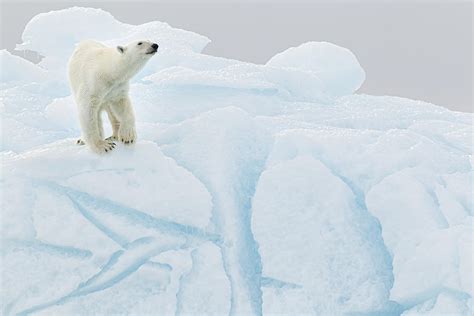 polar bear  iceberg photograph  joan gil raga fine art america