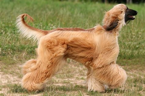 long haired dog breeds pawculture
