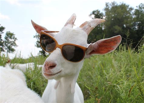 News Tagged Goats Little Seed Farm