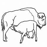 Buffalo Calf African Coloring Pages Clip Clipart Animals Printable Cliparts Baby Outline Animal Color Colorat Cow Cu Library Sheet Popular sketch template