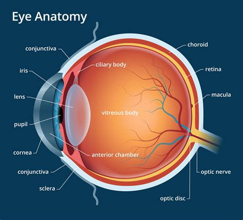 human eye anatomy parts   eye explained eye anatomy basic anatomy  physiology