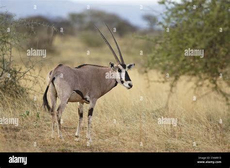 beisa oryx oryx beisa adult standing  dry savanna awash np afar region ethiopia stock