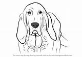 Bloodhound Drawing Draw Face Step Dogs Learn Getdrawings Paintingvalley sketch template