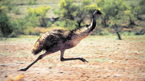 emu bird running hd widescreen wallpaper birds backgrounds
