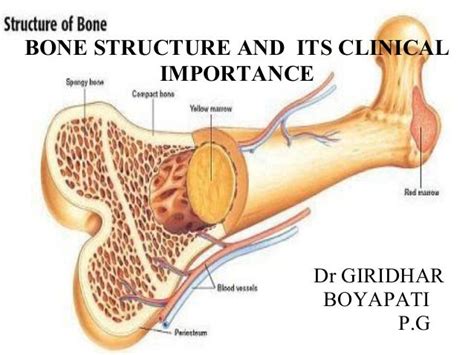 bone structure  clinical importance