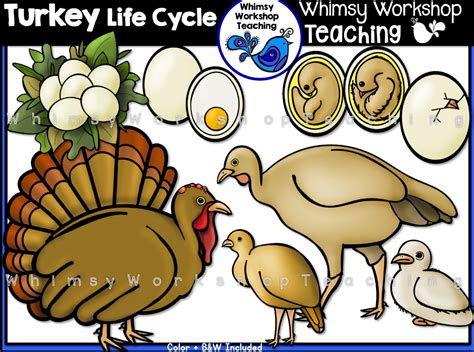 life cycle turkey whimsy workshop teaching