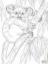 Koala Eucalyptus Tree Coloring Koalas Pages Printable Color Online Drawing Supercoloring Drawings Version Click Designlooter Super Ipad Compatible sketch template