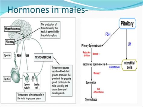 Hormonal Basis Of Reproduction Ppt