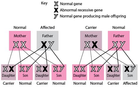 inheritance of single gene disorders fundamentals msd