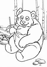 Kleurplaat Pandabeer Nl Kleurplaten sketch template
