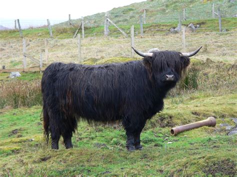 filehighland cattle black cowjpg wikimedia commons