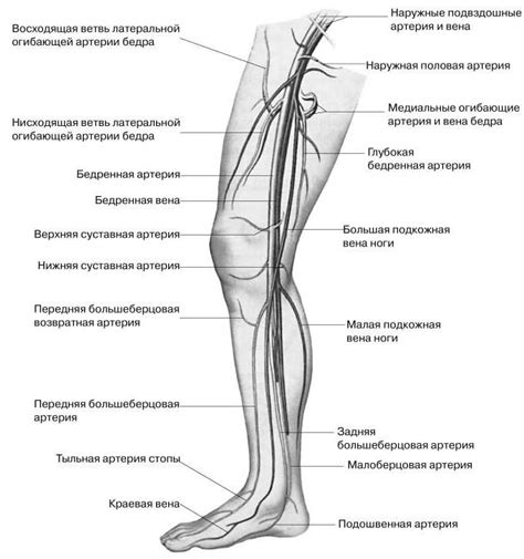 krovenosnaya sistema anatomiya biologiya