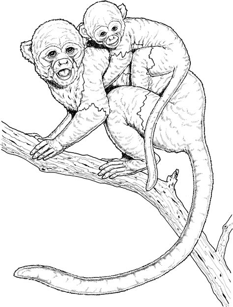 realistic monkey coloring pages coloring home