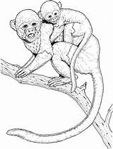 Monkeys Capuchin Mammals Marmosets Library sketch template
