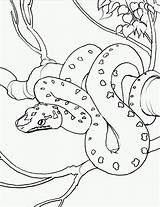 Snake Coloring Pages Color Animals Print Sheets Serpiente sketch template