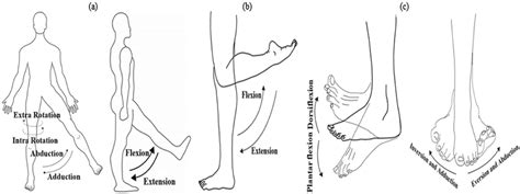 Different Joint Movement Of The Lower Limb A Hip Abduction