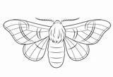 Moth Coloring Silk Silkmoth Pages Printable Color Drawing Drawings Template Sketch Templates Categories sketch template