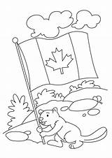 Biber Nonfiction Beavers Template Beaver sketch template