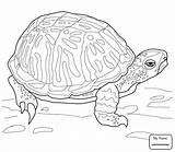 Alligator Snapper Turtles Turtle sketch template