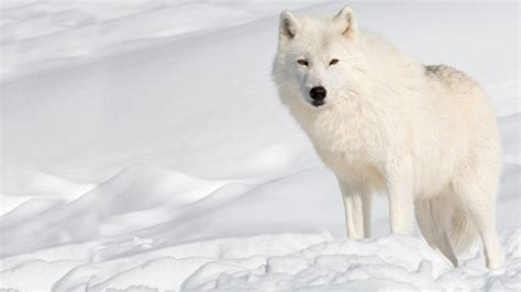 arctic wolf interesting facts photographs  wildlife