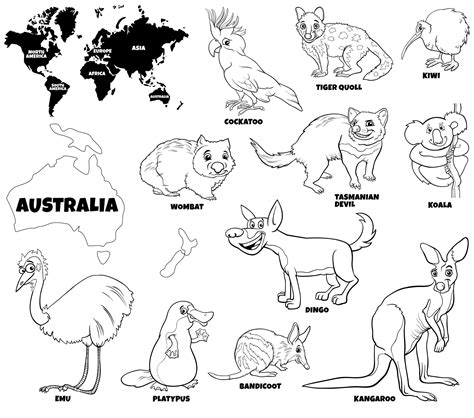 educational illustration  australian animals color book page