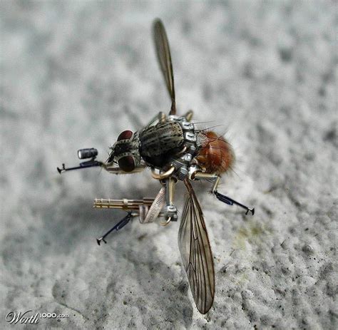 fly spy spy drone insects cyborg