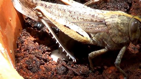 amazing grasshopper laying eggs youtube