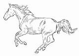 Pferde Ausmalbilder Zeichnen Pferd Galopp Lernen Ausmalbild Ausdrucken Schritt Fohlen Ausmalen sketch template