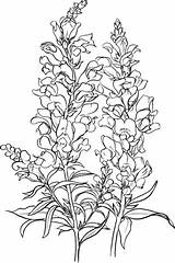Snapdragon Antirrhinum Delphinium Majus Supercoloring Leone Bocca Snapdragons Fiore Designlooter Inheritance Disegno Lupine sketch template