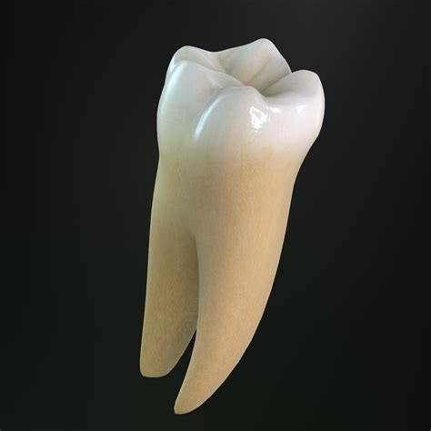 dentition  types  teeth