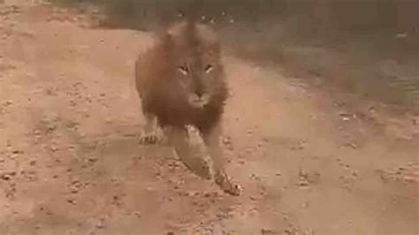 video shows lion chasing tourists  safari  karnatakas bellary