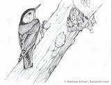 Nuthatch Pencil Breasted Sketch Red Coloring Drawing Drawings Bird Designlooter P27 Sketches Birds 25kb 493px Reply Pencils Variety Such Wide sketch template