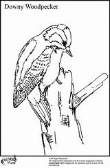 Woodpecker Pileated Downy sketch template