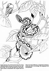 Serpent Snakes Animaux Python Dover Viper Mamba Malvorlagen Schlange Coloriages Reptiles Doverpublications sketch template