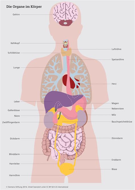 anatomie mensch organe beschriftung captions blog