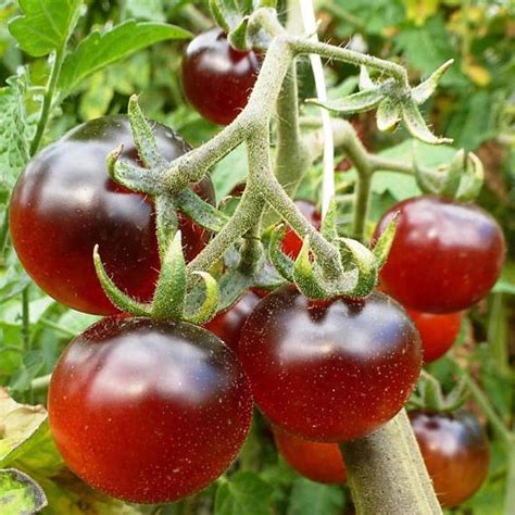buy bllue pcs rare red tomato cherry bing wing heirloom seeds garden  affordable prices