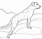Chesapeake Retriever Jagdhund Hunde Supercoloring Kategorien sketch template