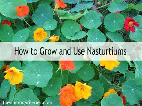 grow  nasturtiums  micro gardener