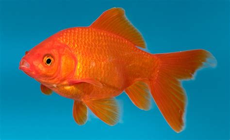 reproduccion del pez carpa dorada imagenes  fotos