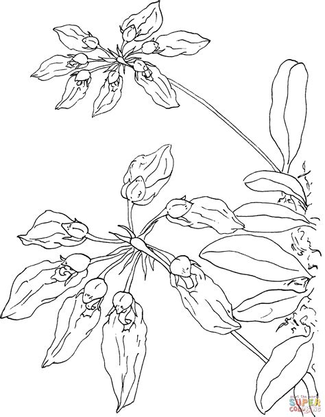 orchid coloring pages coloring home