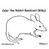 Bandicoot Zoo Animals Bilby Coloring Category sketch template