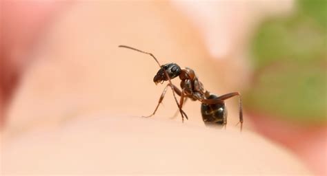 5 tried and tested home remedies for ant bites read health related blogs articles and news on