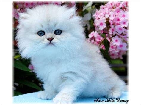 teacup persian kittens  sale   sale adoption   york  york  adpostcom